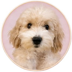 Upload your pet photo