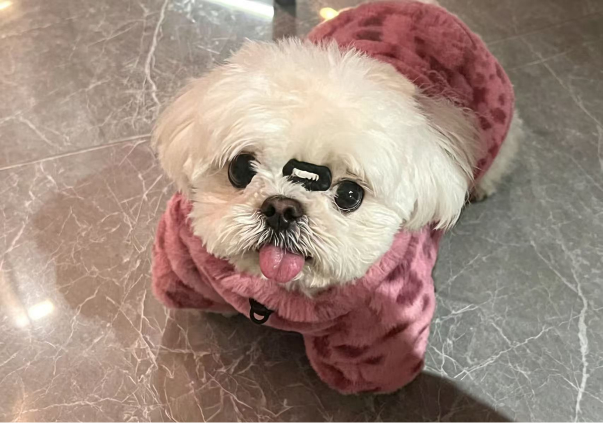 Original photo of a small white dog wearing a pink outfit